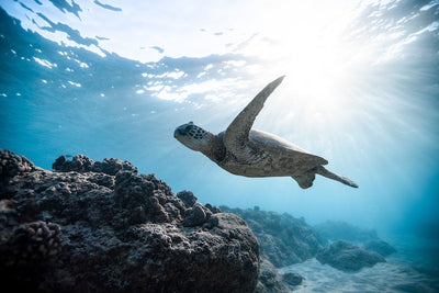 Het belang van behoud van de oceanen en hoe jij kan bijdragen aan het behoud.